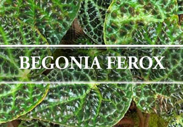 begonia ferox