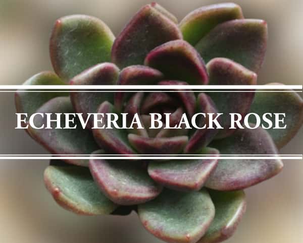 echeveria black rose