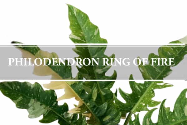 philodendron ring of fire