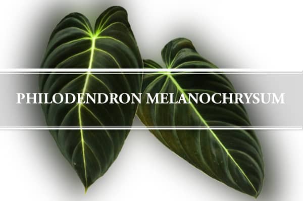 philodendron melanochrysum