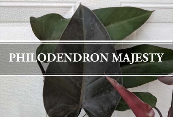 philodendron majesty