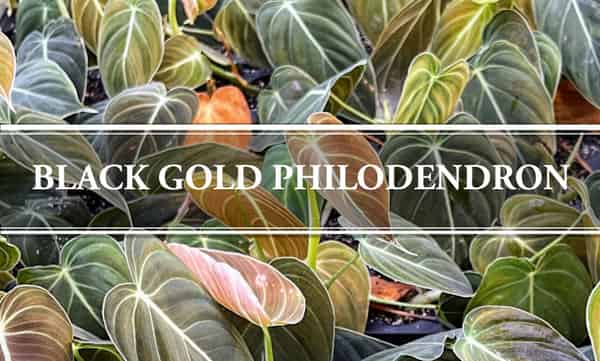 black gold philodendron