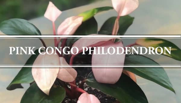 pink congo philodendron