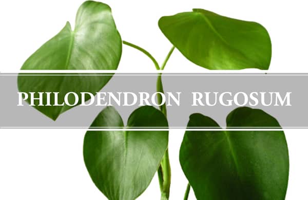 Rugosum philodendron Philodendron Rugosum:
