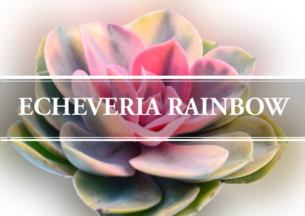 echeveria rainbow
