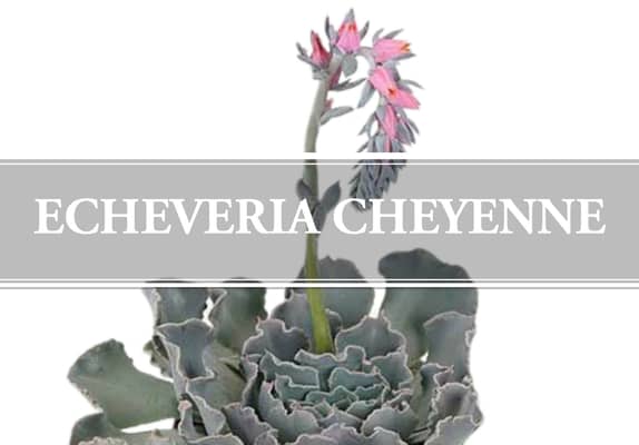 echeveria cheyenne