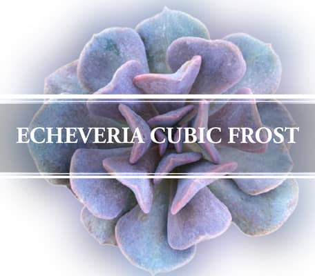 echeveria cubic frost