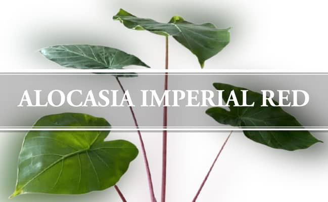 alocasia imperial red