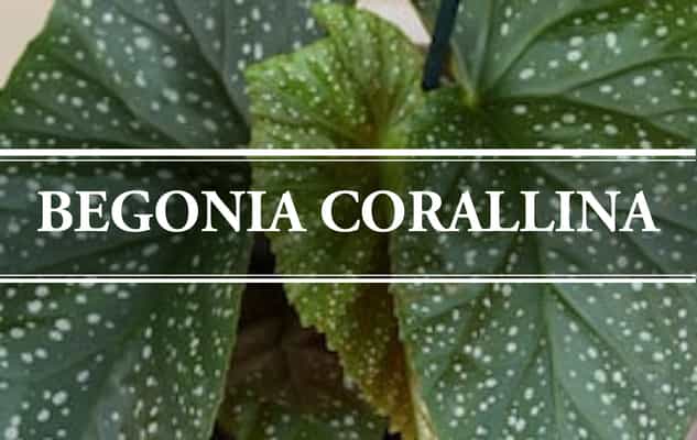 begonia corallina