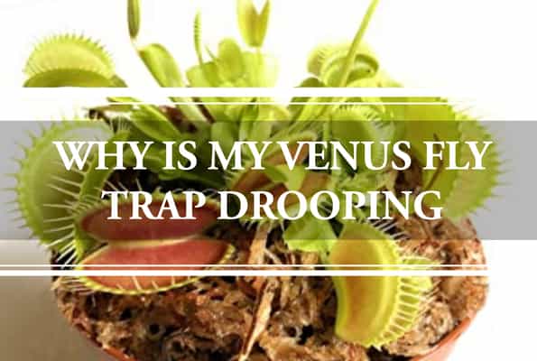 why is my Venus Fly Trap drooping