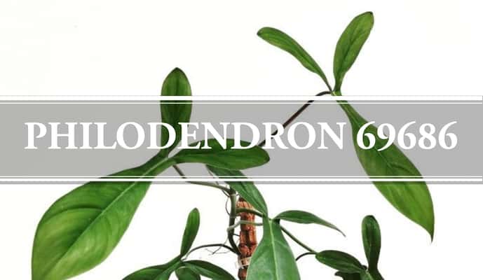 philodendron 69686