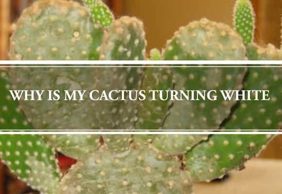 why is my cactus turning white