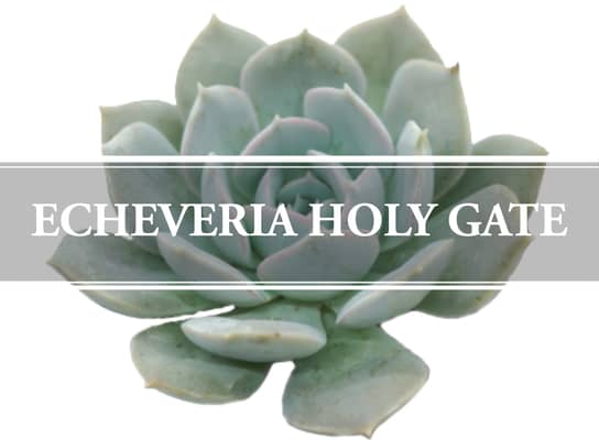echeveria holy gate