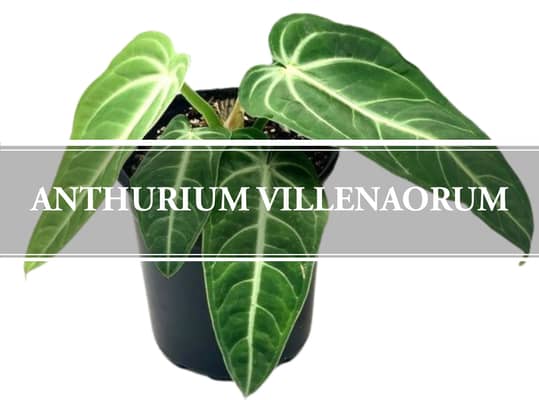 anthurium villenaorum