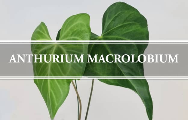 anthurium macrolobium