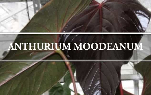 anthurium moodeanum
