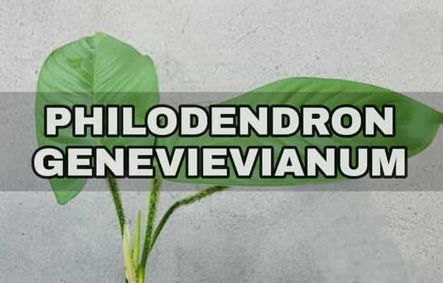 philodendron genevievianum