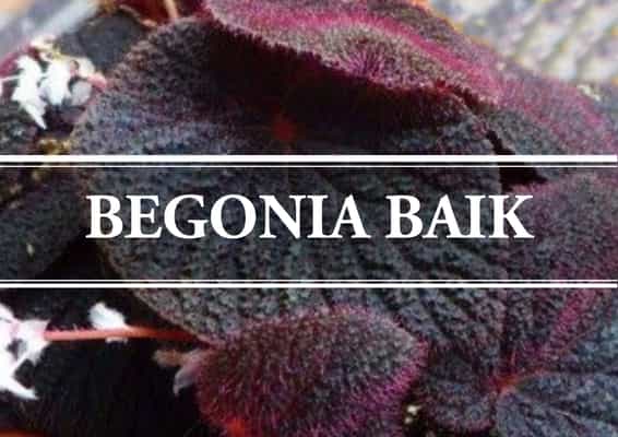 Begonia Baik