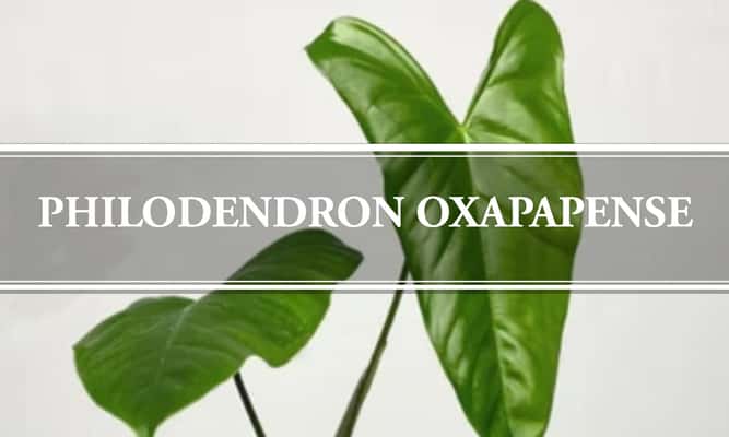 philodendron oxapapense