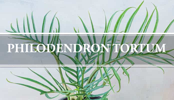 philodendron tortum