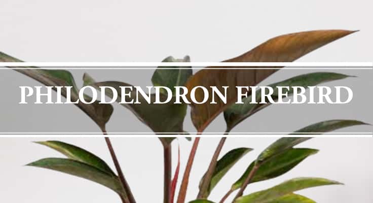 philodendron firebird