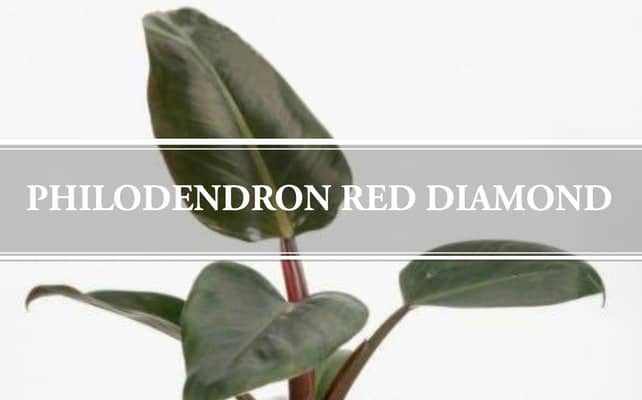 Philodendron Red Diamond