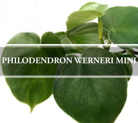 Philodendron Werneri Mini
