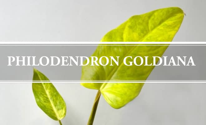 philodendron goldiana