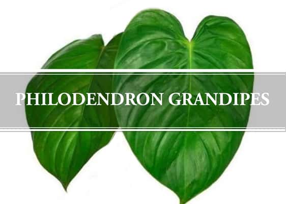 Philodendron Grandipes