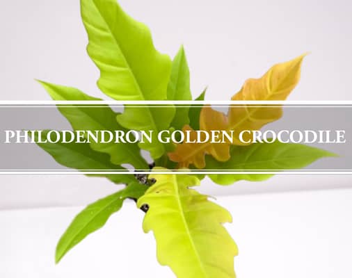 Philodendron Golden Crocodile