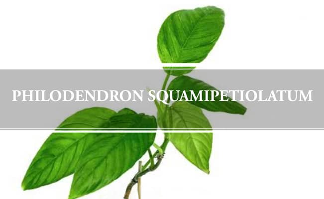 Philodendron Squamipetiolatum