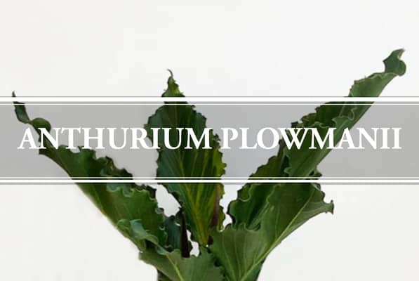 Anthurium Plowmanii