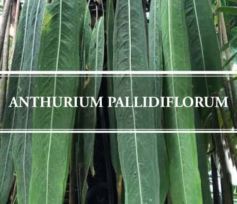 anthurium pallidiflorum