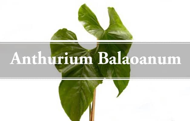 Anthurium Balaoanum