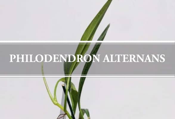 Philodendron Alternans