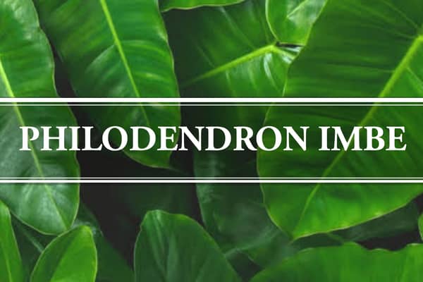Philodendron Imbe