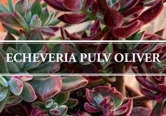 Echeveria Pulv-Oliver