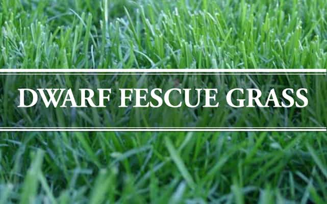 Dwarf Fescue grass