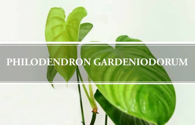 Philodendron Gardeniodorum