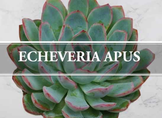 Echeveria Apus