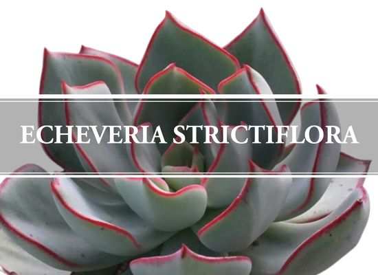 Echeveria Strictiflora