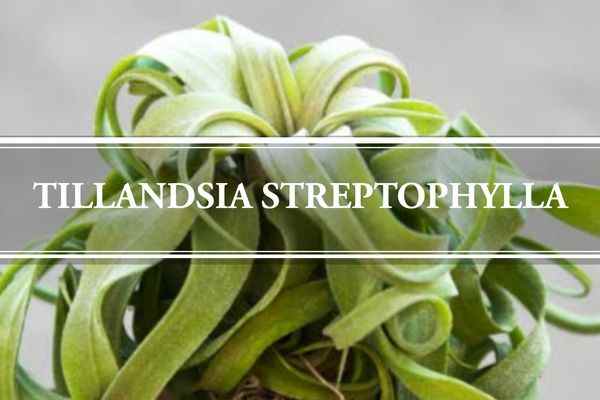 Tillandsia Streptophylla