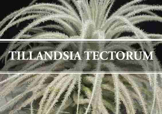 Tillandsia Tectorum
