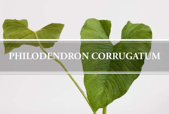 Philodendron Corrugatum