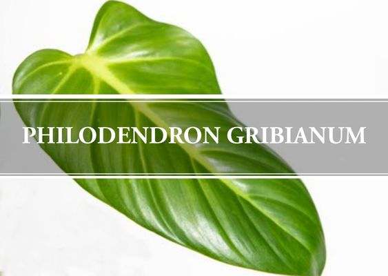 Philodendron Gribianum
