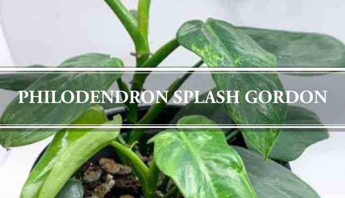 Philodendron Splash Gordon