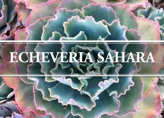 Echeveria Sahara