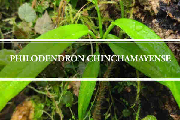 Philodendron Chinchamayense