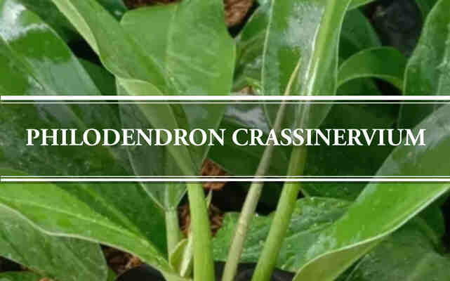 Philodendron Crassinervium