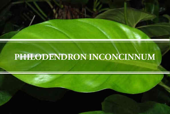 Philodendron Inconcinnum